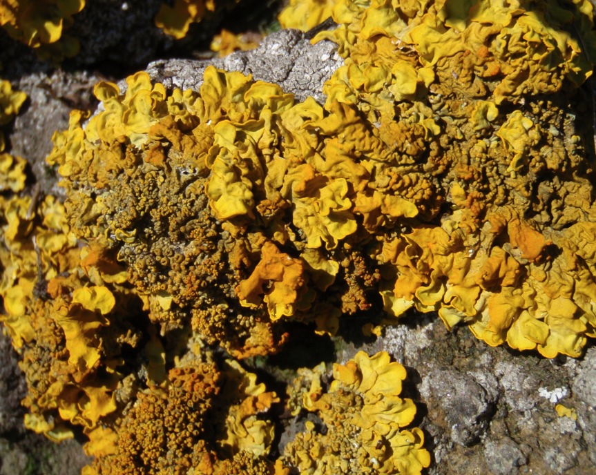 Xanthoria calcicola